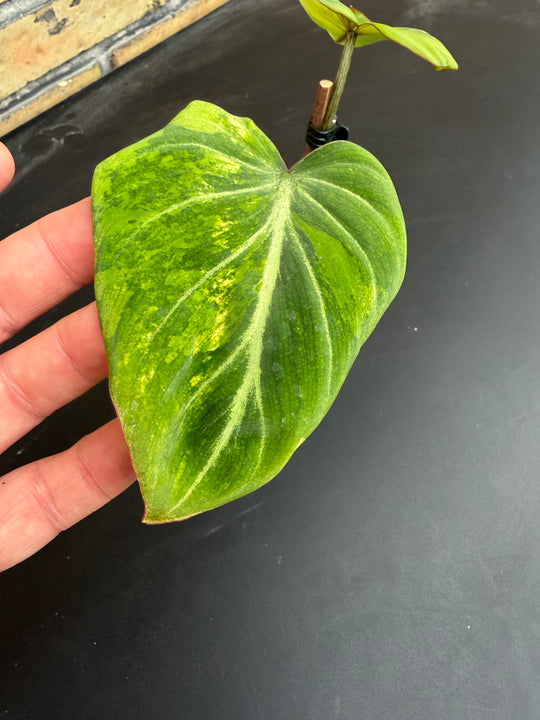 Philodendron gloriosum Aurea