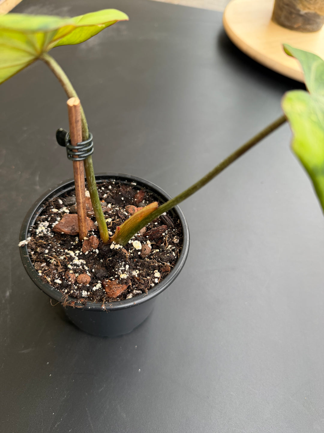 Philodendron gloriosum Aurea
