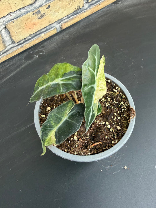 Alocasia Amasonica Varigata