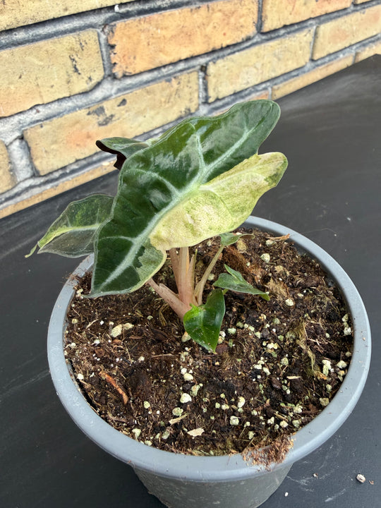 Alocasia Amasonica Varigata
