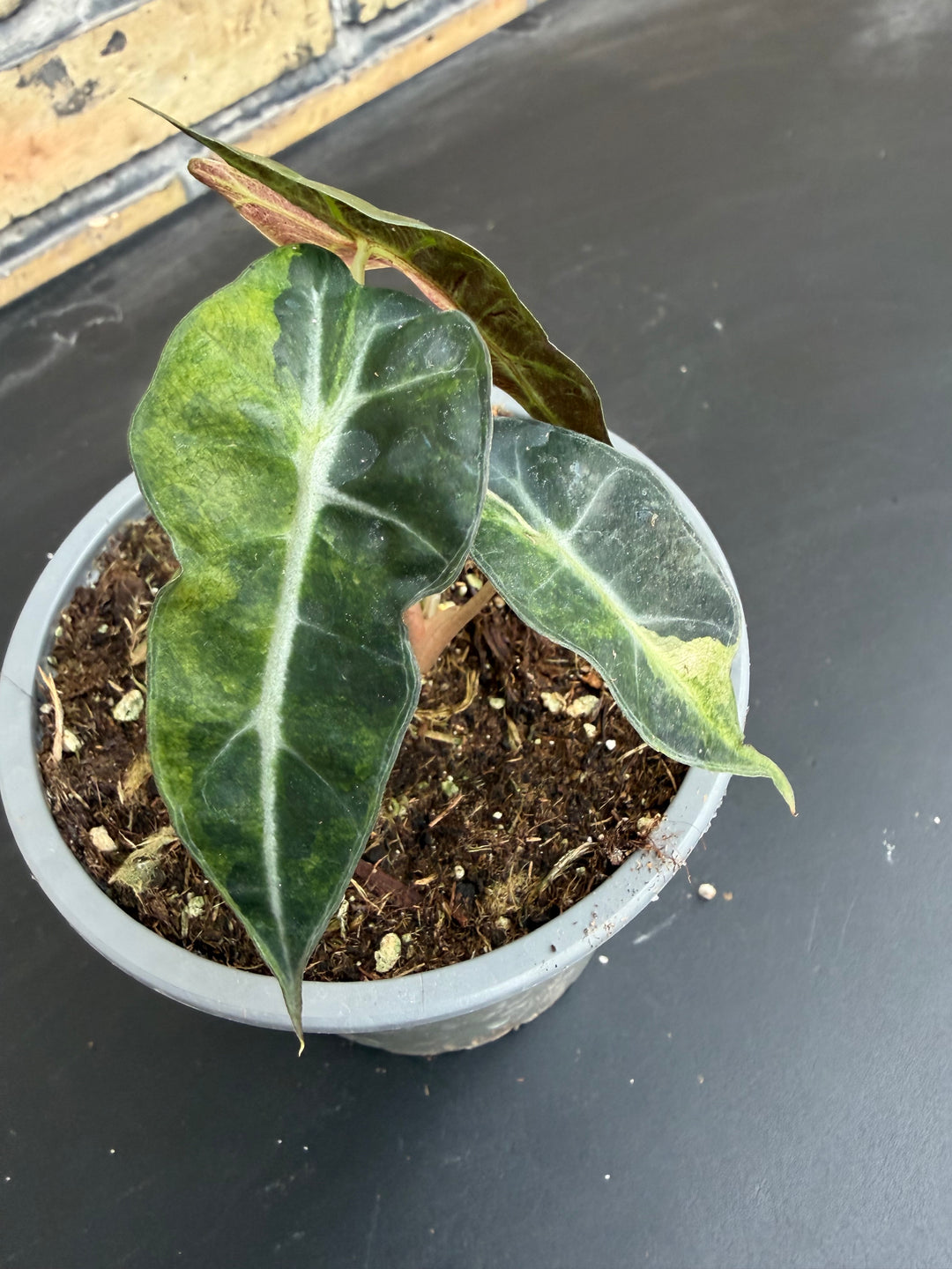 Alocasia Amasonica Varigata