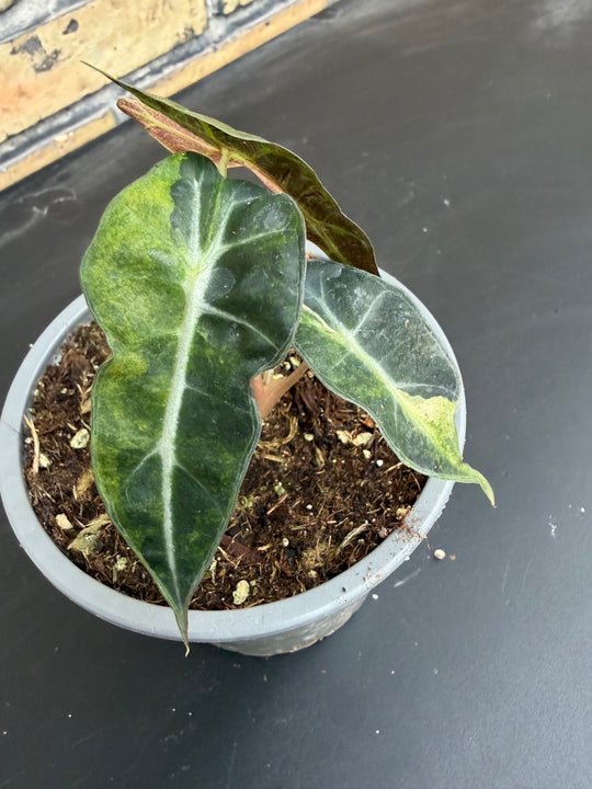 Alocasia Amasonica Varigata