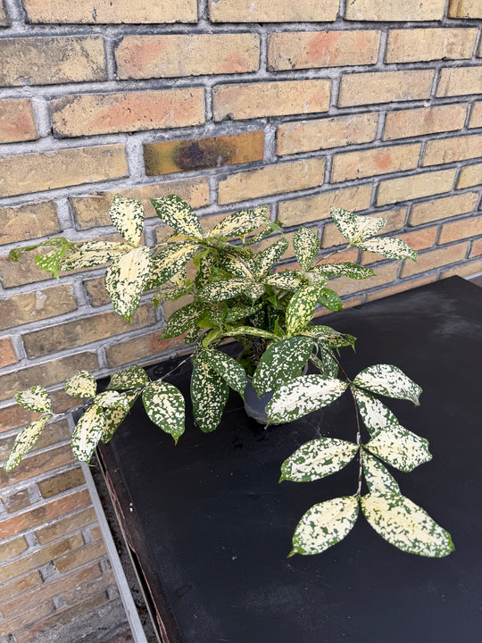 Dracaena surculosa