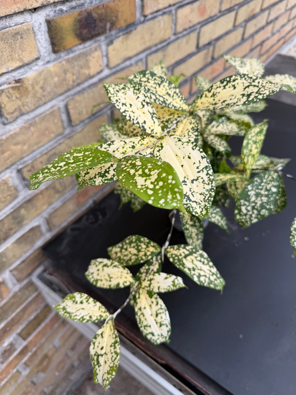 Dracaena surculosa