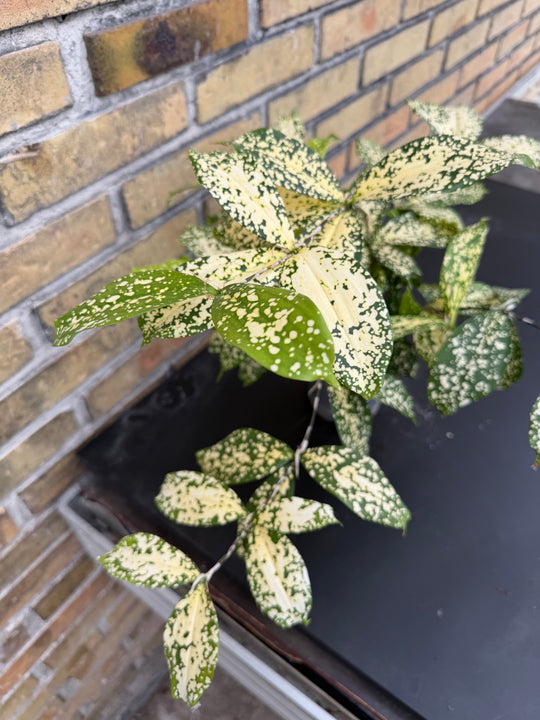 Dracaena surculosa