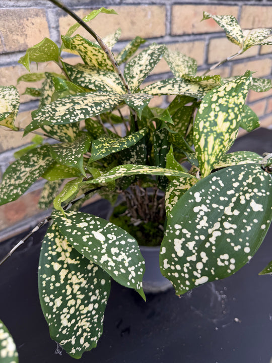 Dracaena surculosa