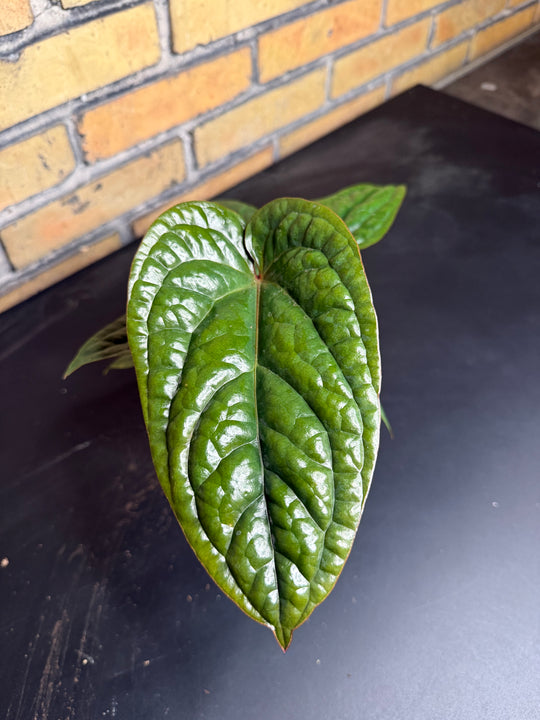 Anthurium luxurians x radicans