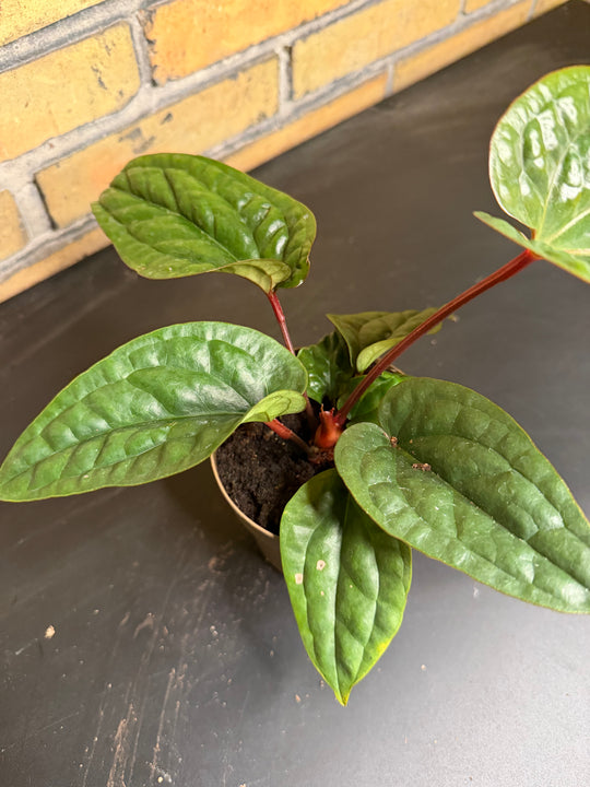 Anthurium luxurians x radicans