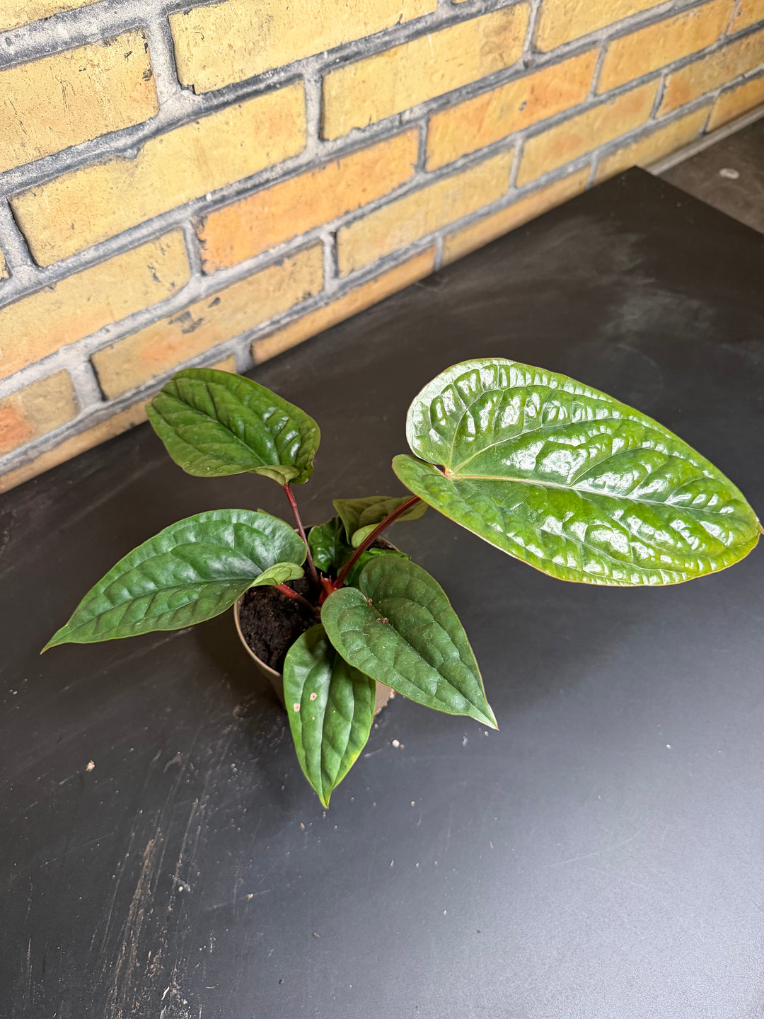 Anthurium luxurians x radicans