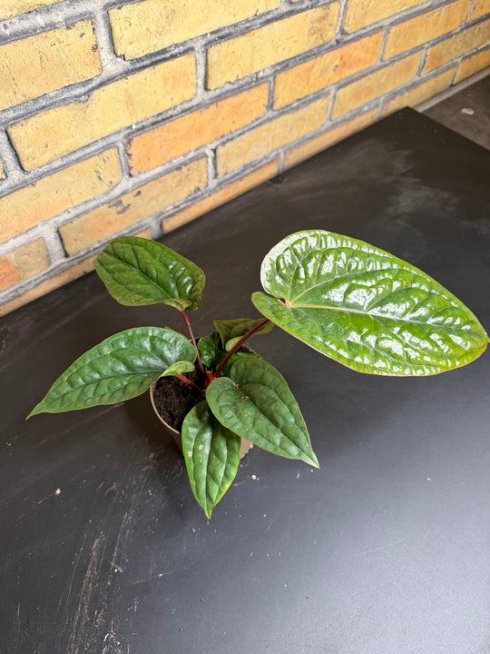 Anthurium luxurians x radicans