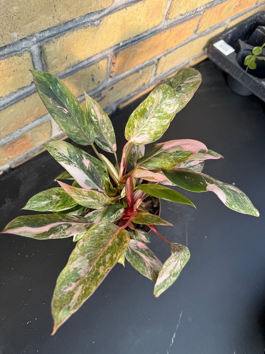 Philodendron pink princess mutation 3