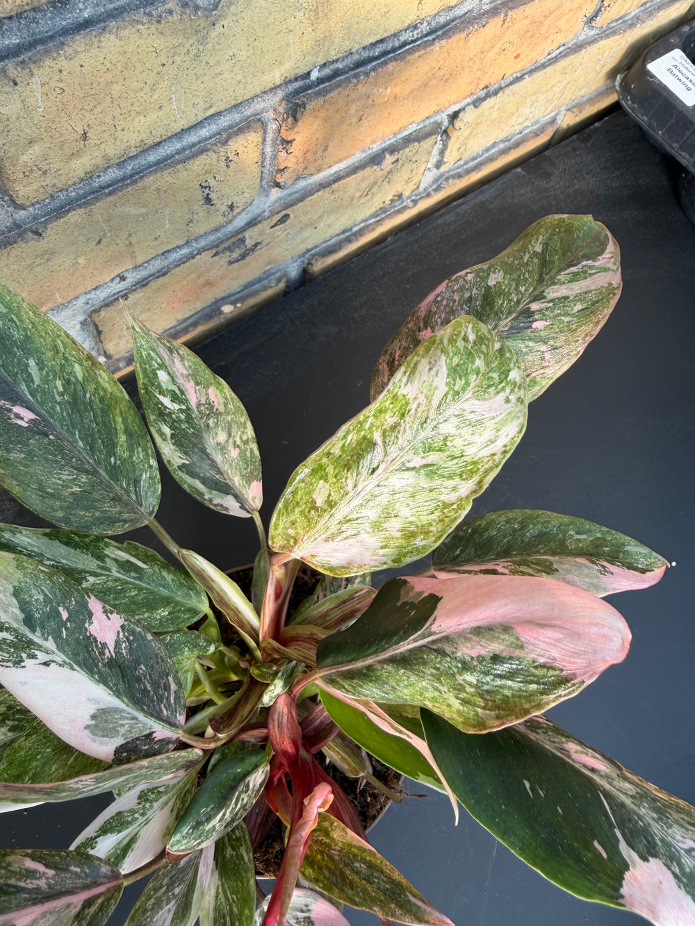 Philodendron pink princess mutation 3