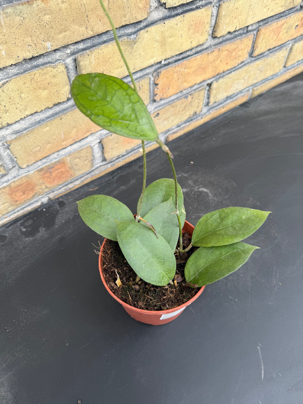 Hoya tequila sunrise