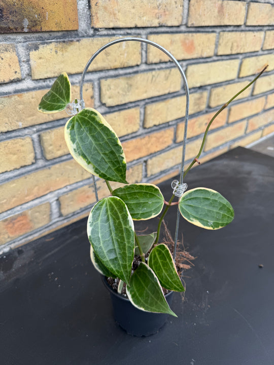 Hoya verticillata albo