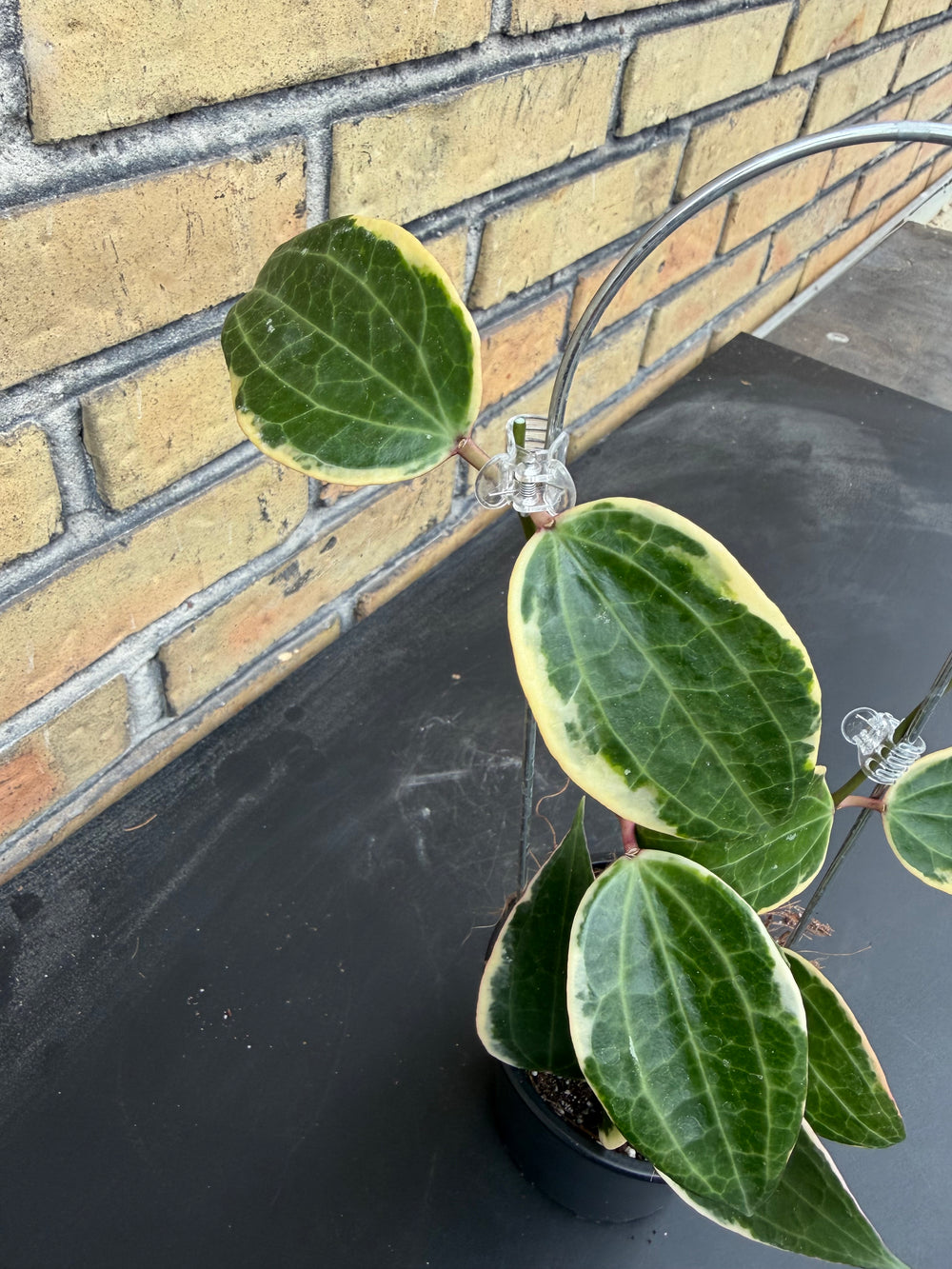 Hoya verticillata albo