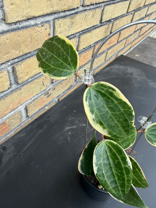 Hoya verticillata albo