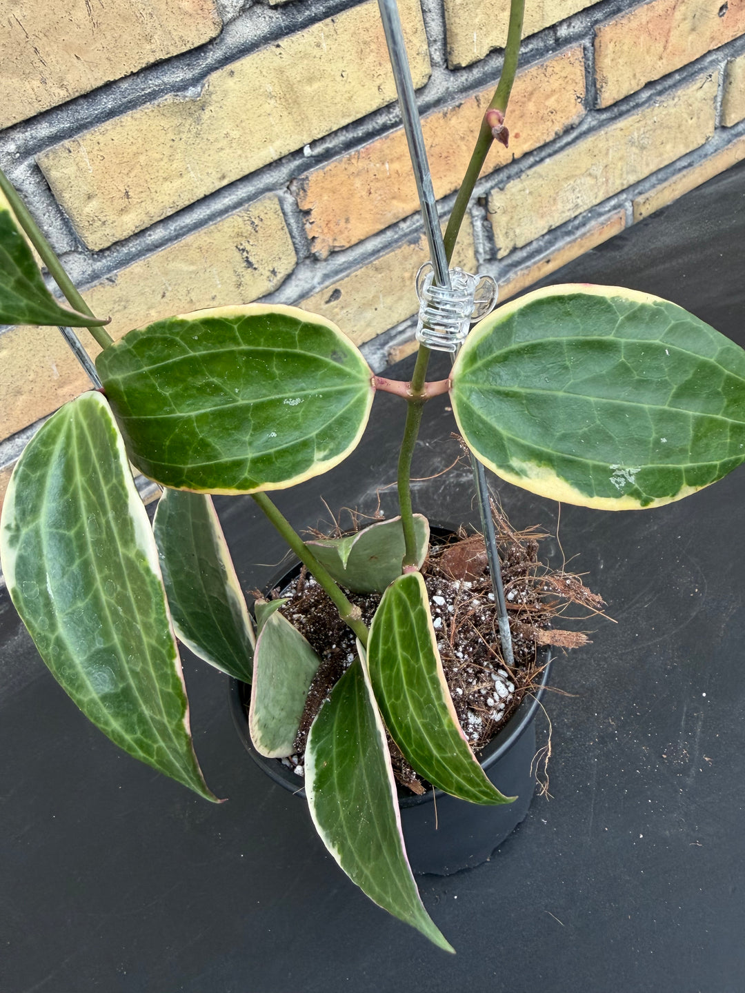 Hoya verticillata albo