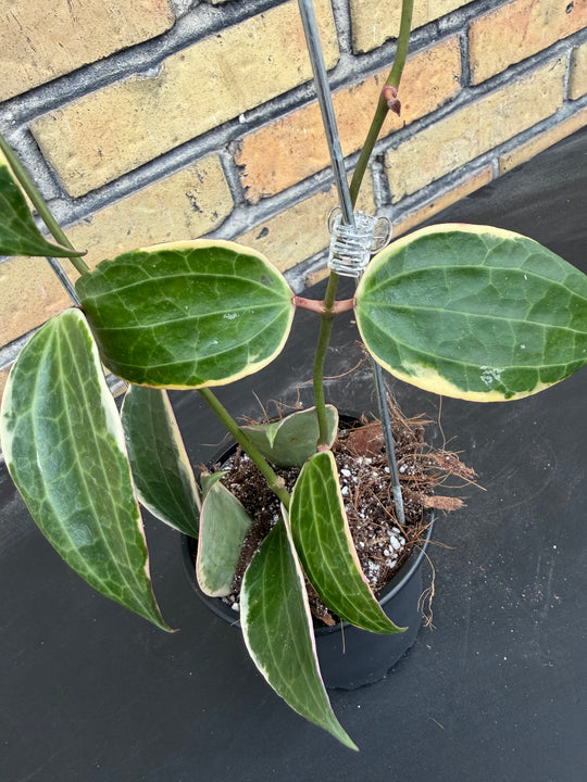 Hoya verticillata albo