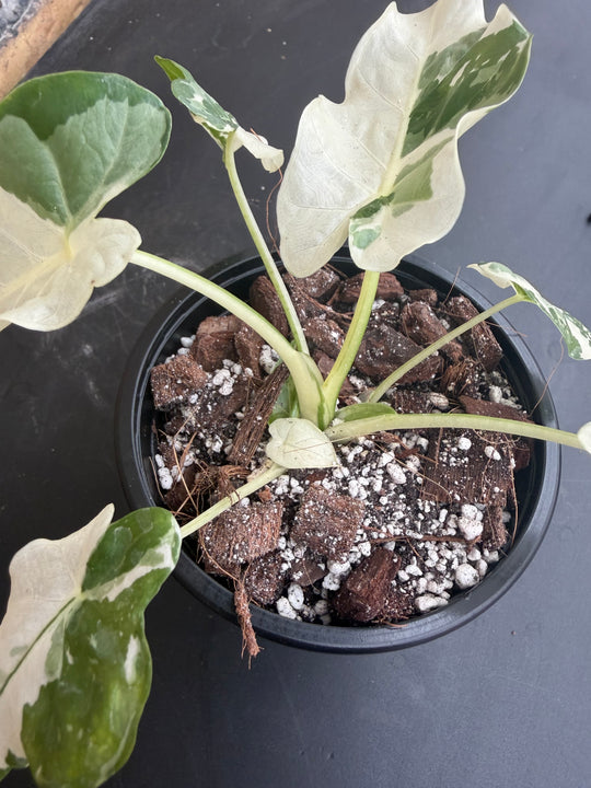 Alocasia Okinawa silver