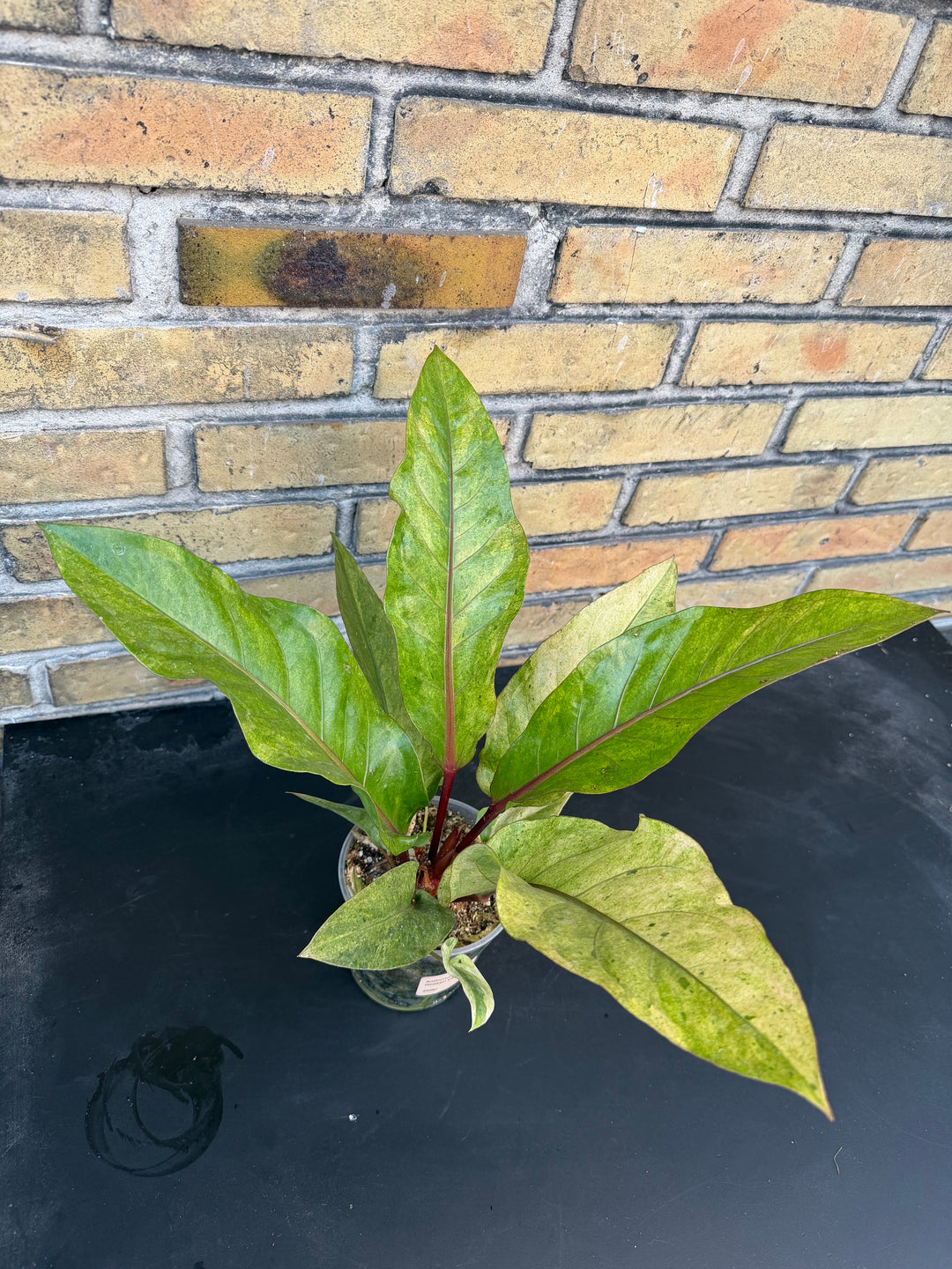 Anthurium hookii Varigata