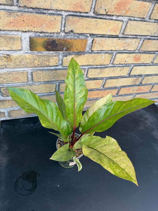 Anthurium hookii Varigata