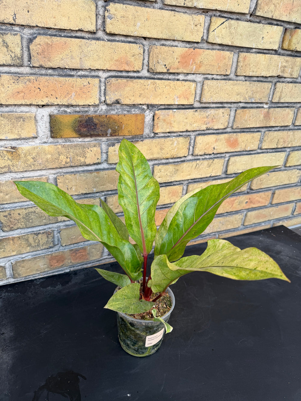 Anthurium hookii Varigata