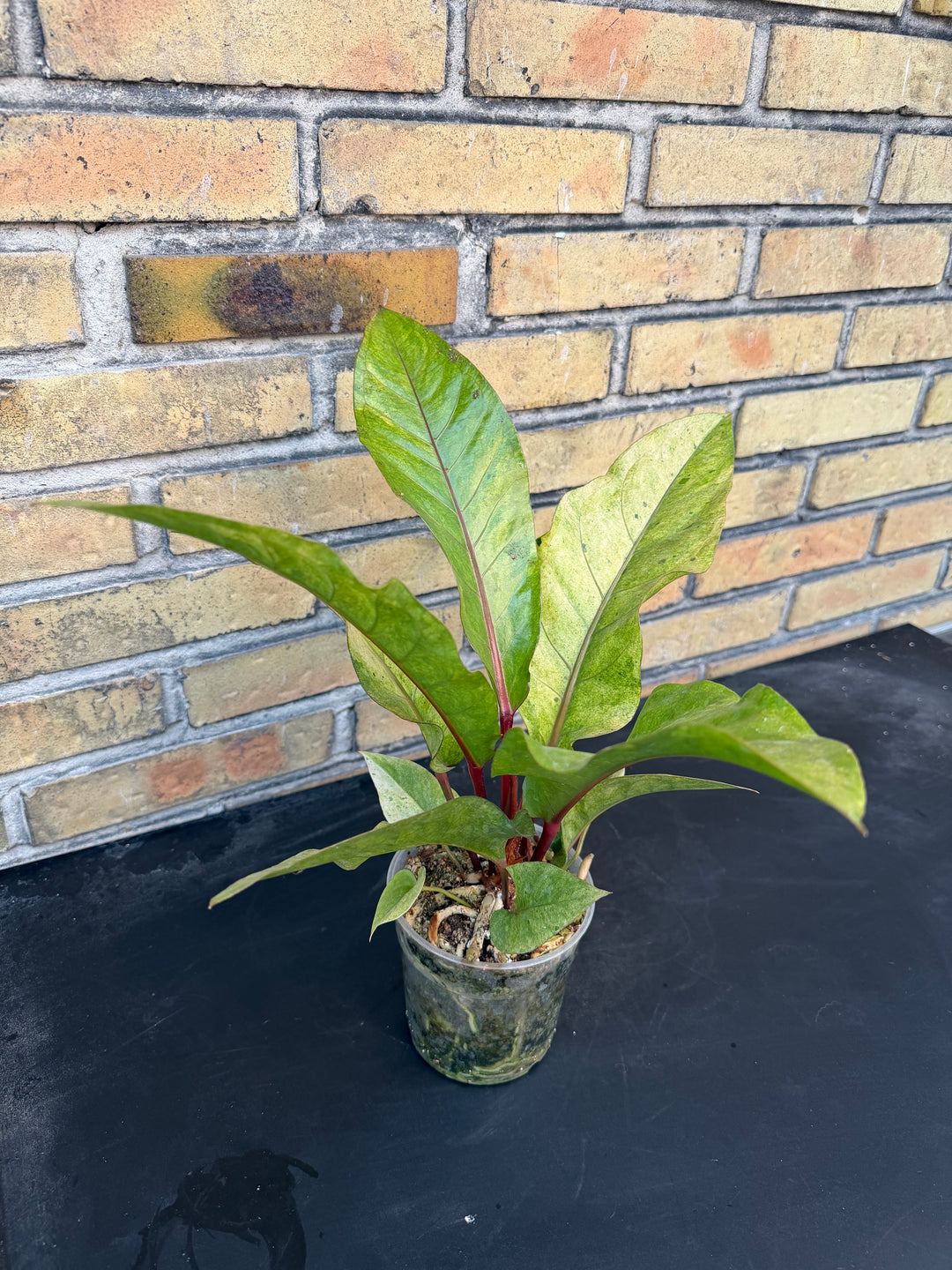 Anthurium hookii Varigata