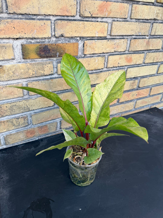 Anthurium hookii Varigata