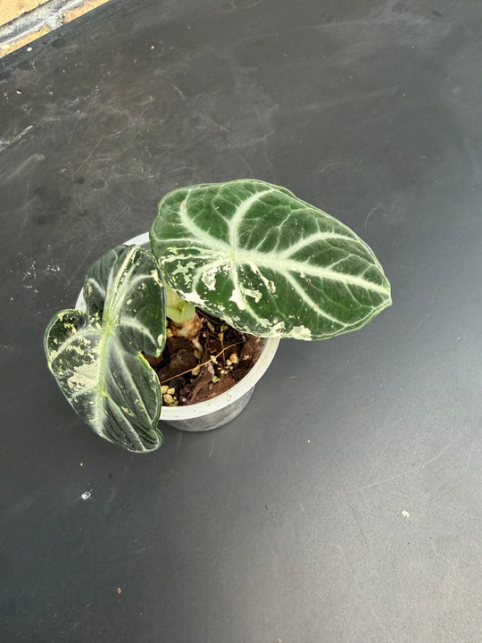 Alocasia Ninja albo