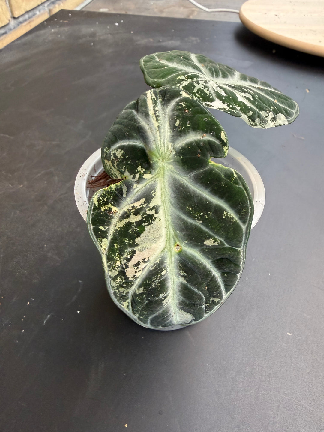 Alocasia Ninja albo