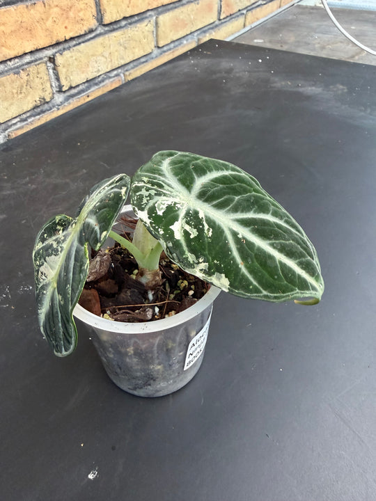 Alocasia Ninja albo