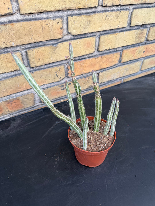 Senecio stapeliformis