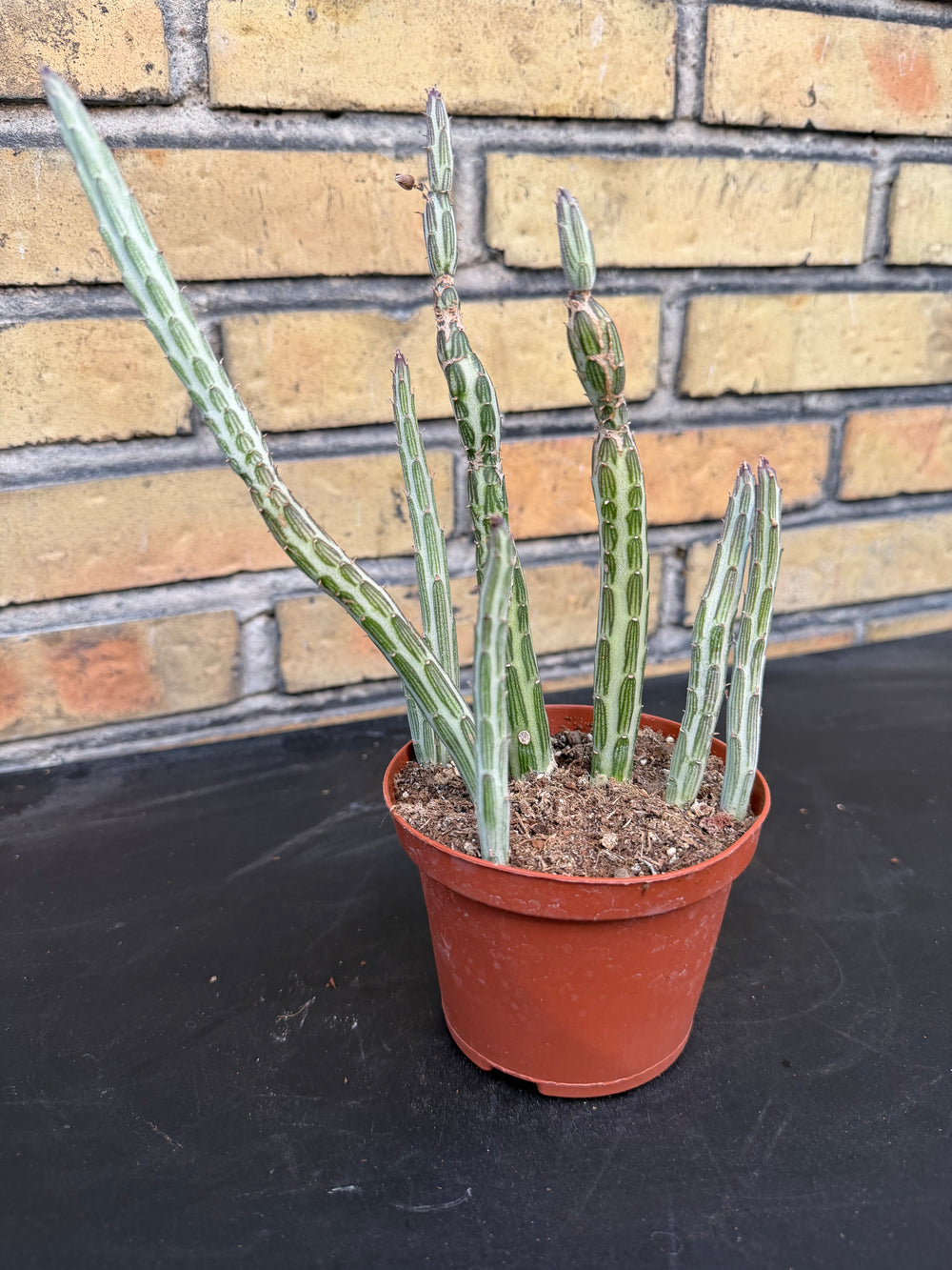 Senecio stapeliformis