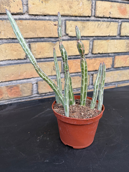 Senecio stapeliformis