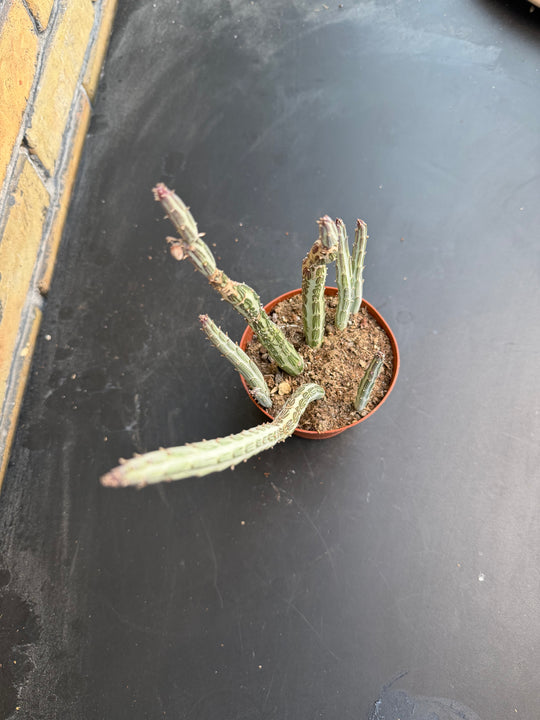 Senecio stapeliformis