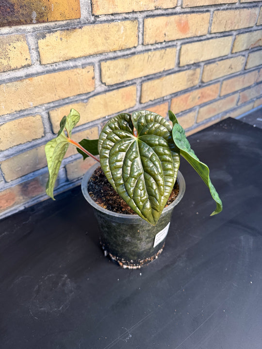 Anthurium luxurians