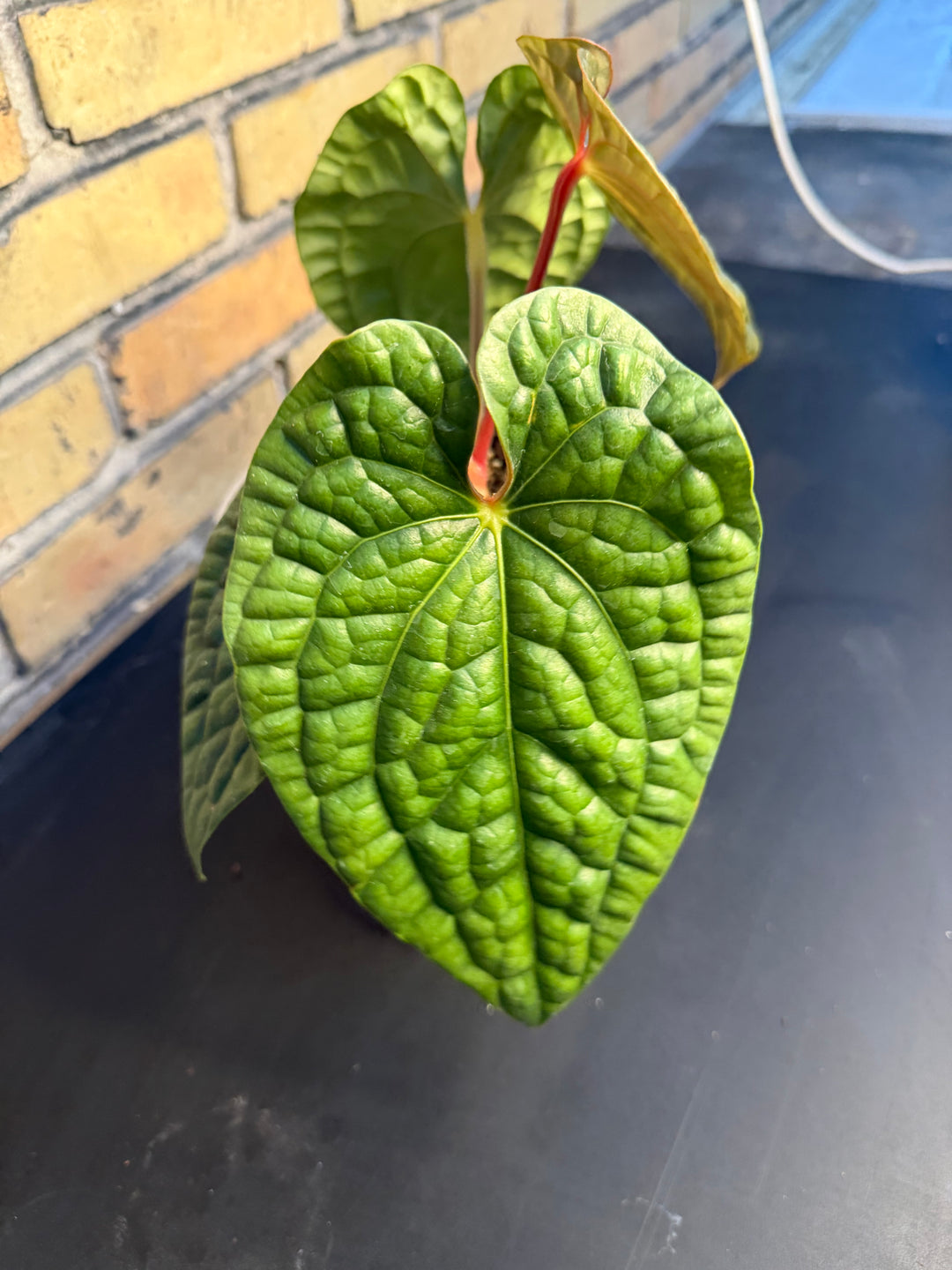 Anthurium luxurians