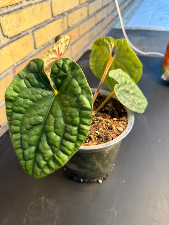 Anthurium luxurians