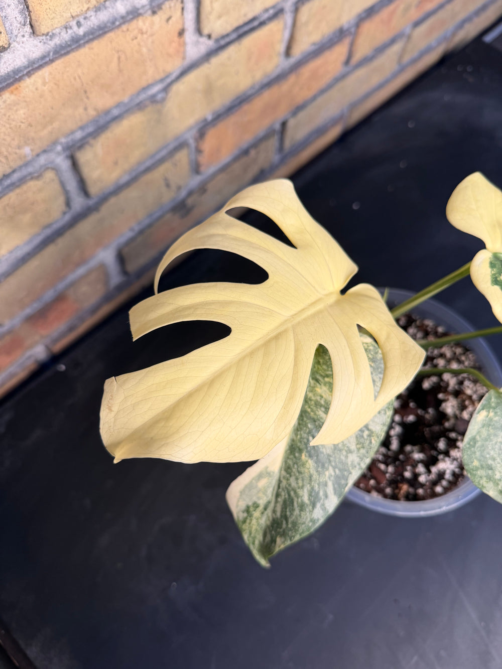Monstera Thai constellation creme burlee