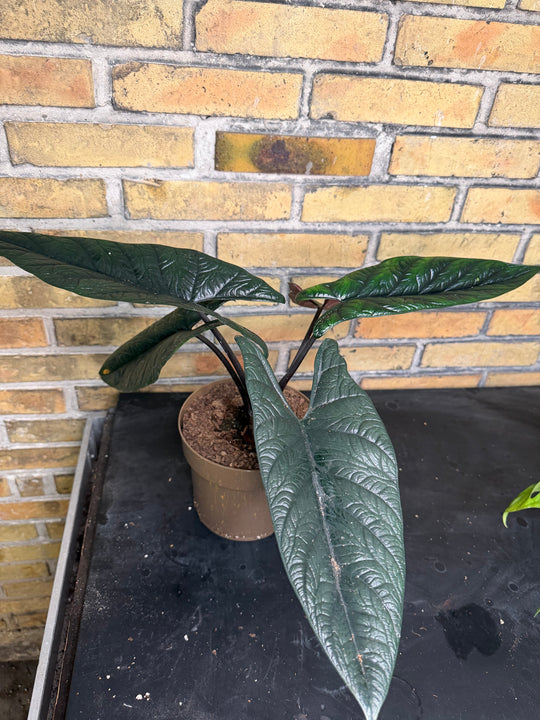 Alocasia Scalprum XXL