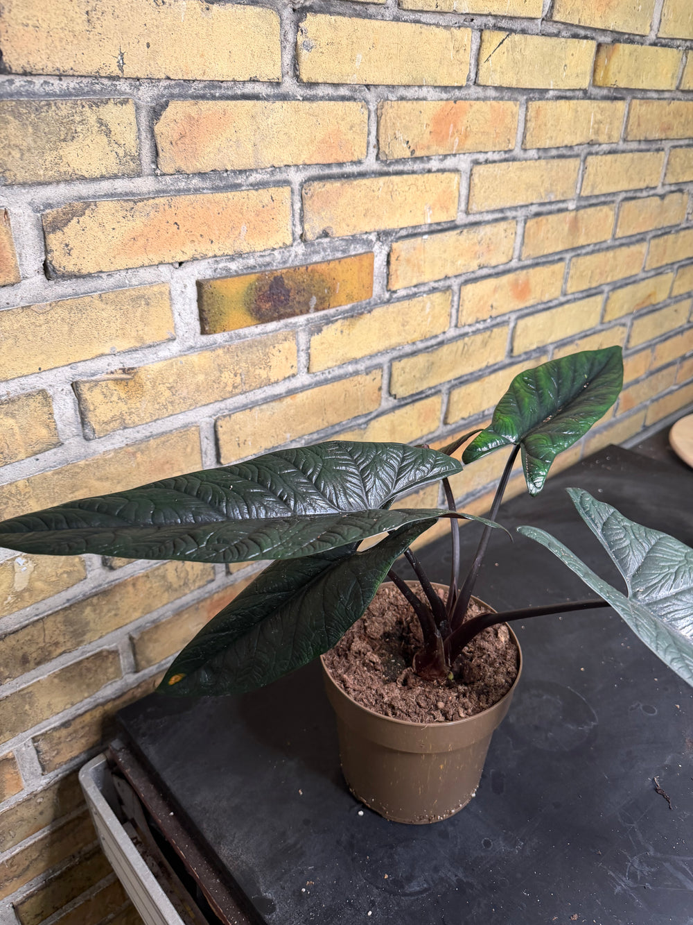 Alocasia Scalprum XXL