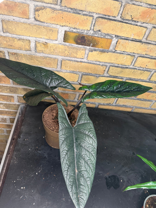 Alocasia Scalprum XXL
