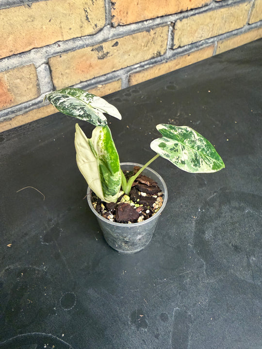 Alocasia frydek tricolor