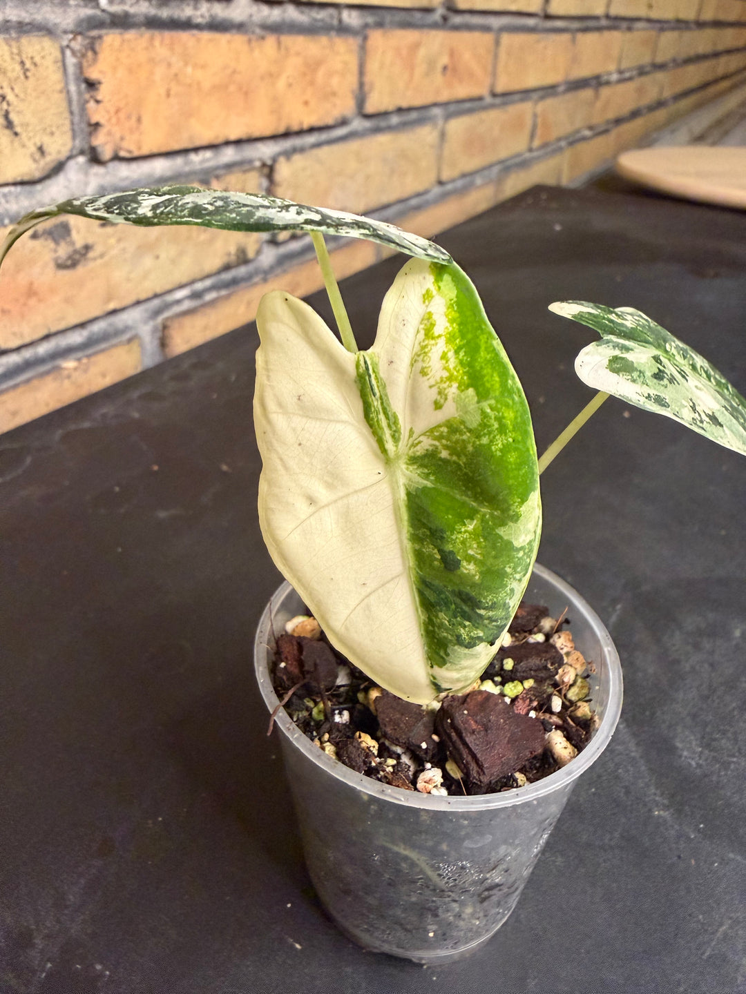 Alocasia frydek tricolor