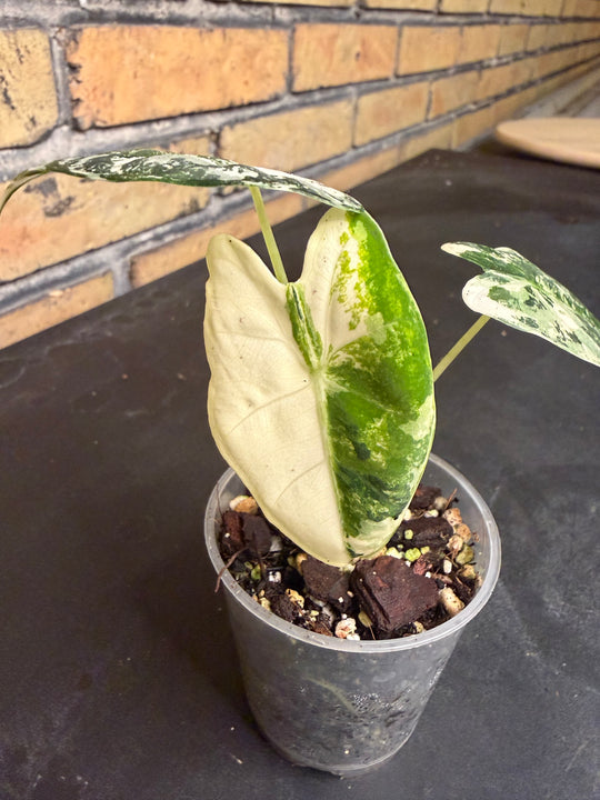 Alocasia frydek tricolor