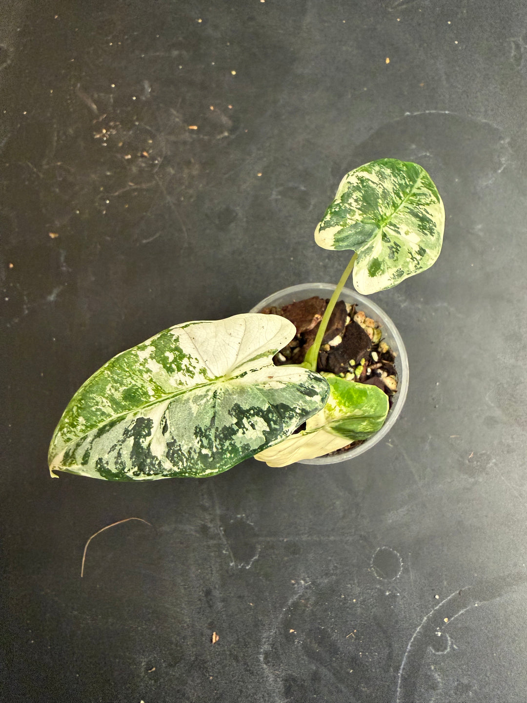 Alocasia frydek tricolor
