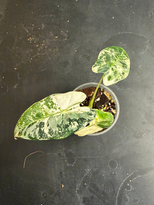 Alocasia frydek tricolor