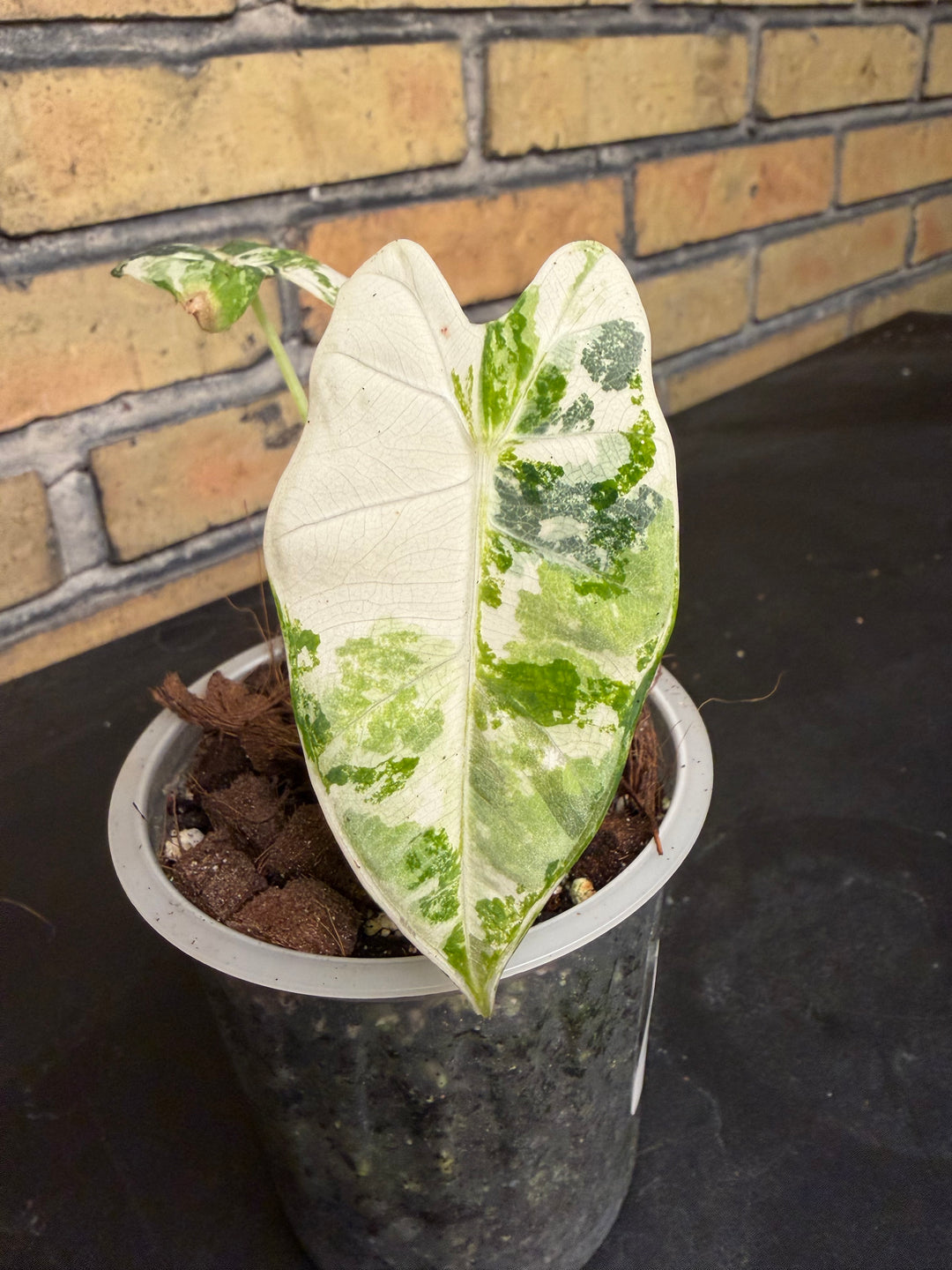 Alocasia frydek tricolor