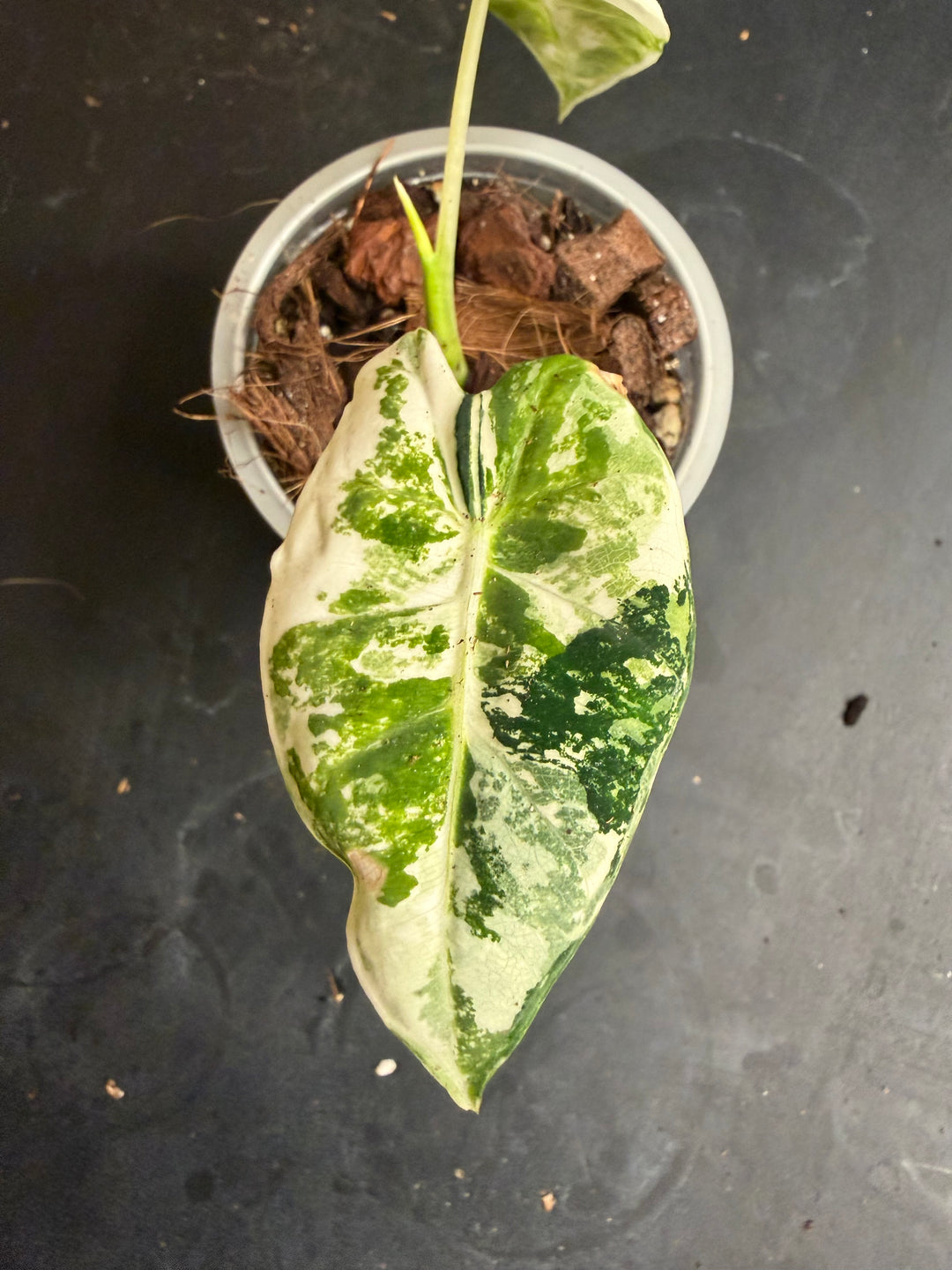 Alocasia frydek tricolor