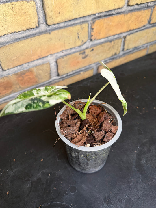 Alocasia frydek tricolor